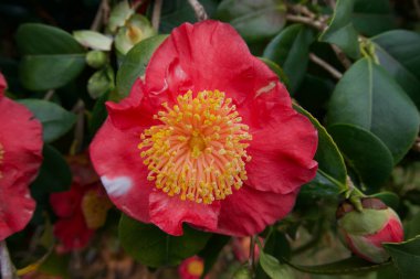 Sarı kamelya çiçeğinin güzel görüntüsü.