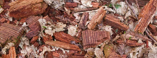 Woodland background showing broken chips of wood on forest floor