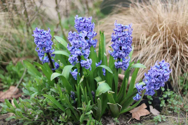 Gruppo di fiori di giacinto blu in giardino in primavera con erba sullo sfondo — Foto Stock