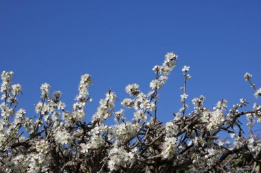 Fotokopi alanı olan parlak mavi gökyüzüne karşı beyaz kiraz çiçeği