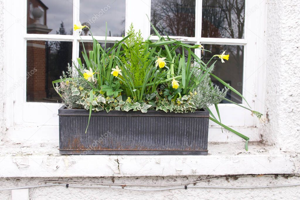 Old white windowsill with grey trough of daffodils in spring 