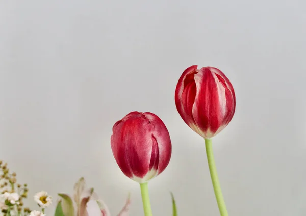 Two red and white tulips and other flowers on white background with copyspace — Stock Photo, Image