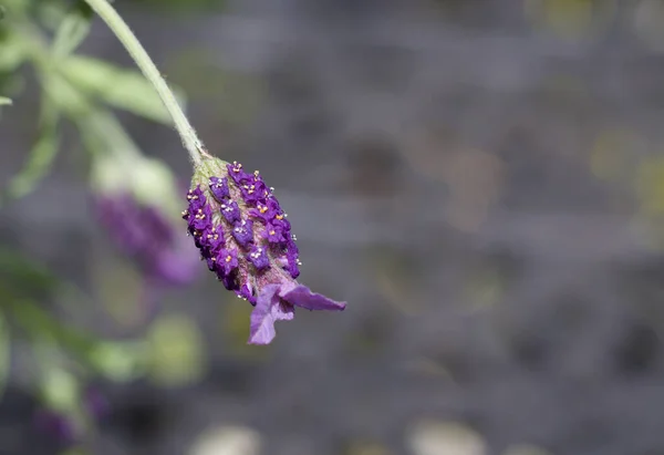 Lila Schmetterling Lavendel Blume vor weichem grauen Hintergrund mit Kopierraum — Stockfoto