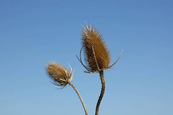 Two thistle heads against bright blue sky with space for copy — Stock Photo, Image