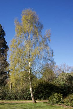 Baharda mavi gökyüzüne karşı yaprakları olan tek bir gümüşten huş ağacı resmi