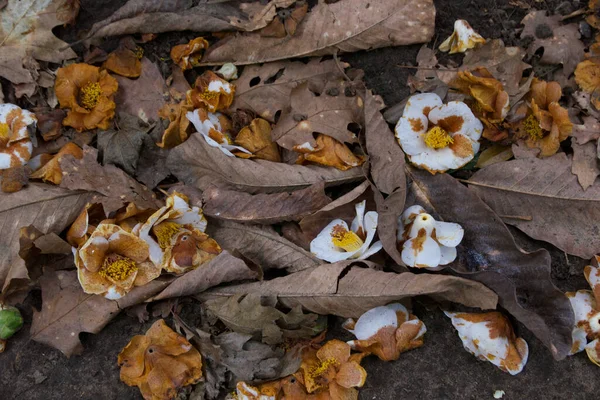 Voorjaarscène met rottende camelia 's tussen dood bruin gebladerte — Stockfoto