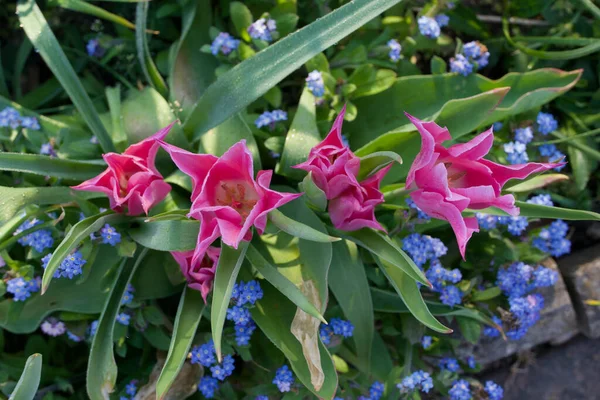 Прекрасный образ весны с розовыми тюльпанами и забудками и листвой — стоковое фото