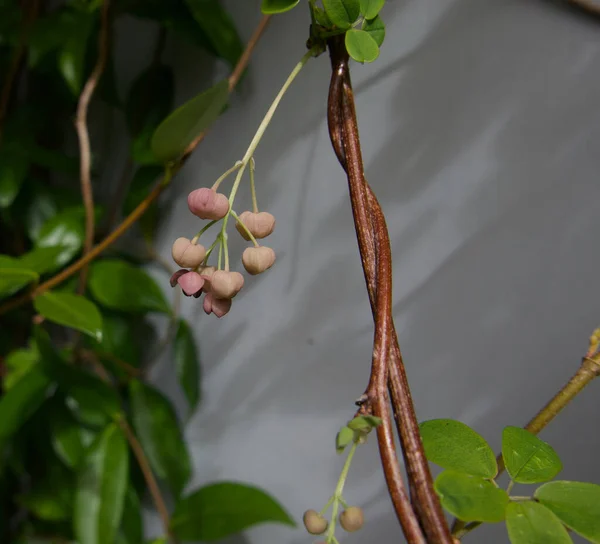 Buds em arbusto de escalada chamado videira de chocolate ou akebia quinata — Fotografia de Stock