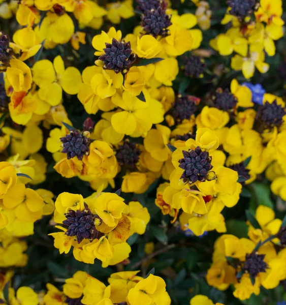 Полное изображение ярко-желтых цветов эрисимума весной — стоковое фото