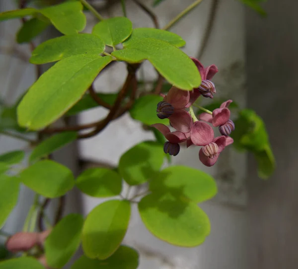 Beş yapraklı akebia quinata ya da çikolata sarmaşığı görüntüsünü kapat