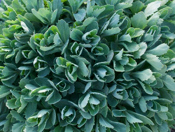 Imagem de quadro completo de sedum verde pálido ou folhagem de planta de gelo — Fotografia de Stock