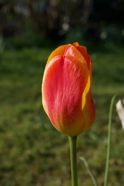 Einzelne rote und gelbe Tulpe in strahlendem Sonnenschein am Frühlingstag — Stockfoto