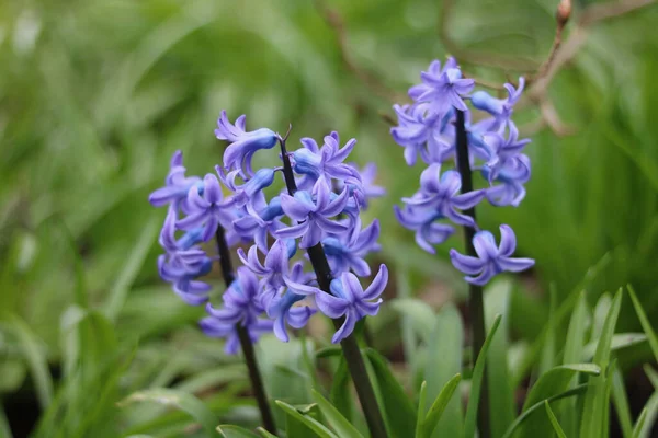 Beautiful deep blue hyacinth flowers against foliage background in garden Stock Photo