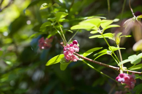Güneşli bir günde akebia quinata ya da çikolata sarmaşığının güzel bir görüntüsü