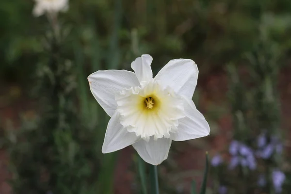 Spring scene showing a single white daffodil against blurred background — Stock Photo, Image