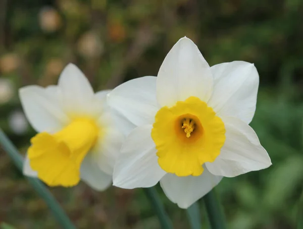 Bild von zwei weißen und gelben Narzissenblüten im Frühling — Stockfoto