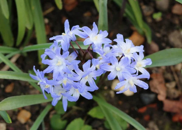 Bella gloria della neve fiori primaverili e fogliame in ambiente giardino — Foto Stock