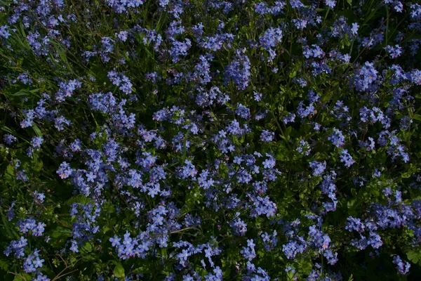 Full ram bild av blå glömma-mig-inte blommor och gröna blad — Stockfoto