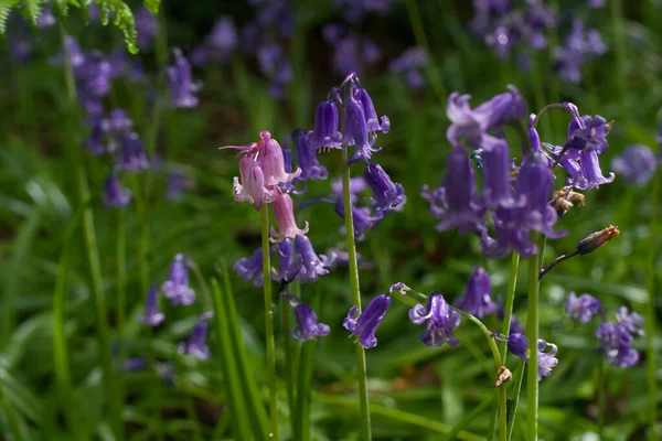 Fondo primaverile con una miscela di bluebell rosa e blu — Foto Stock