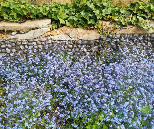 Primavera imagem de azul esquecer-me-não com parede de pedra e hera no fundo — Fotografia de Stock