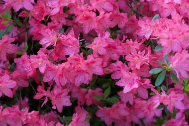 Parlak pembe açelya ya da rhododendron çalısının tam kare görüntüsü