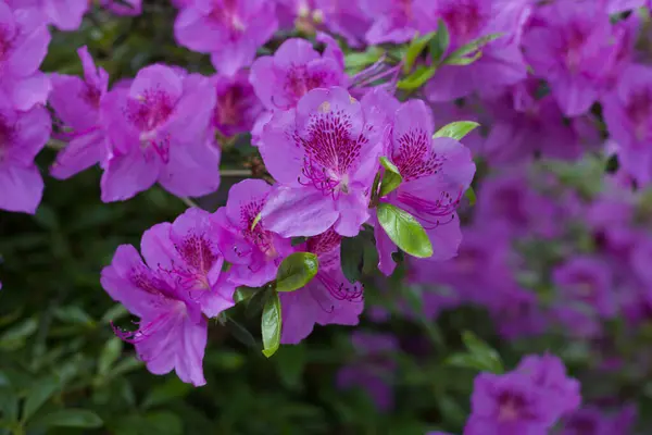 Miękki różowy rododendron lub azalia kwiaty i liście w ogrodzie — Zdjęcie stockowe