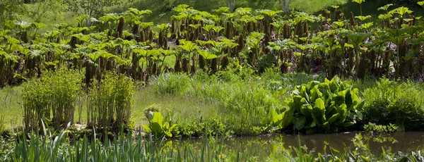 Cabeçalho folhagem exuberante mostrando muitas plantas gunnera manicata atrás lagoa ou lago — Fotografia de Stock