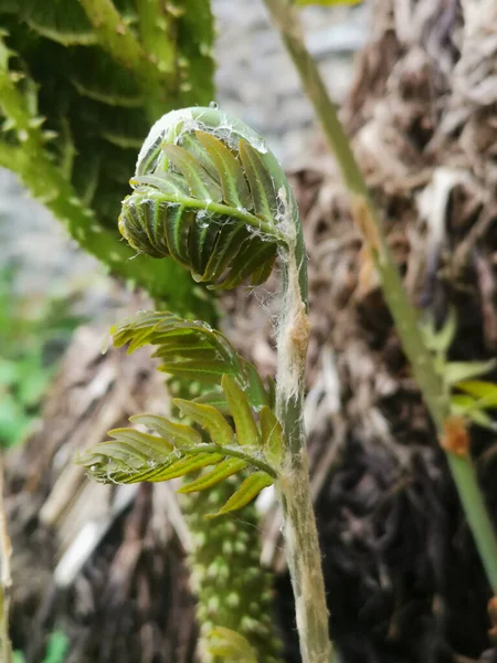 Imagen vertical de primavera del helecho joven aún por desplegar —  Fotos de Stock