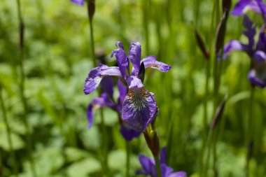 Güneşli bir günde güzel sakallı irisler ve yapraklar