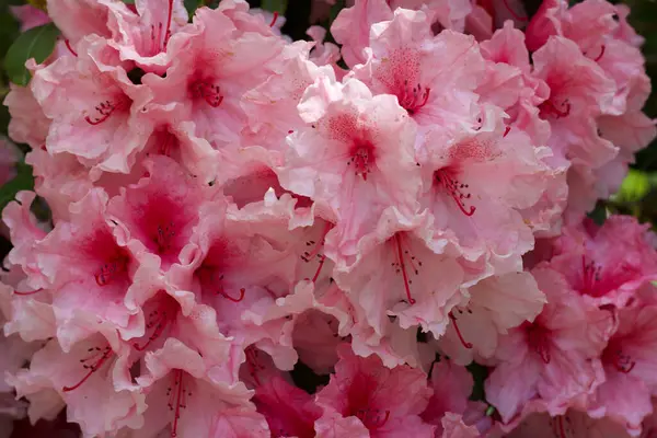 Kompletní snímek růžové Rododendum zobrazující detail květin — Stock fotografie