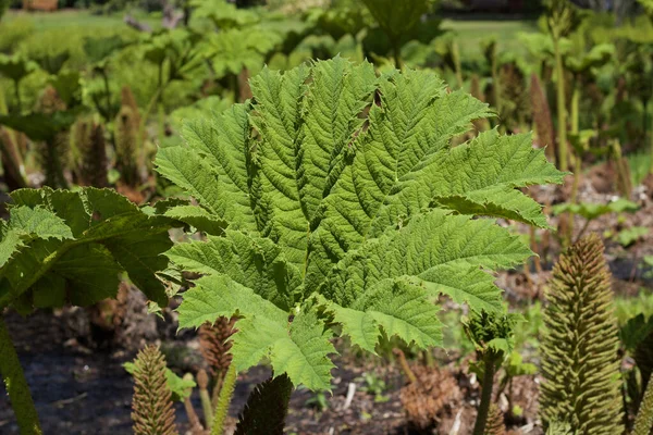 Velký bujný zelený list gunnera manicata v zahradním prostředí — Stock fotografie
