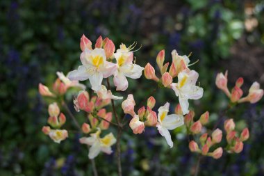 Yumuşak yeşil yapraklı güzel kayısı renginde açelya.