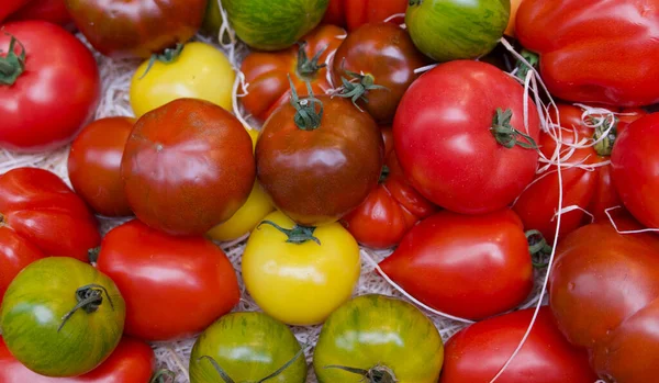 Pełne tło ramki różne czerwone zielone brązowe i żółte pomidory — Zdjęcie stockowe