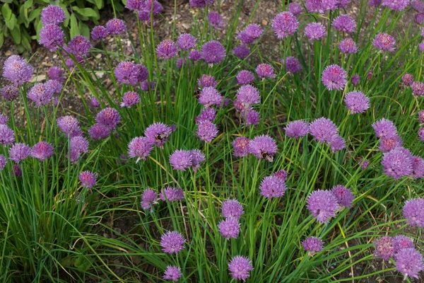 Immagine full frame di erba cipollina che cresce con fiori viola rosa — Foto Stock