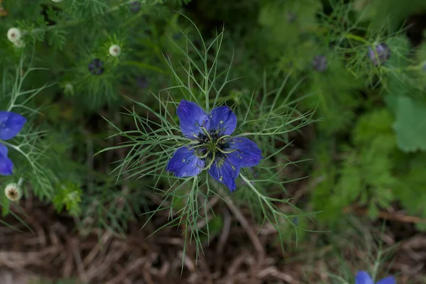 Jednoduchý chrpa modrá nigella květiny a listy v zahradě nastavení — Stock fotografie