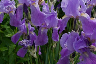 Bahçedeki leylak zambakların tam kare görüntüsü