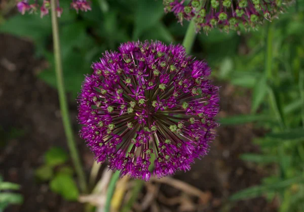 Bela flor de allium púrpura profunda e folhagem no cenário do jardim — Fotografia de Stock