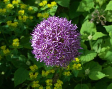 Güneşli bir günde yaprak döşemeye karşı güzel soluk mor alyan çiçeği.
