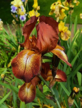 Bahçede yeşil yaprakları olan nadir kahverengi irisler.