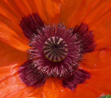 Canlı kırmızı gelinciğin tam çerçeve resmi