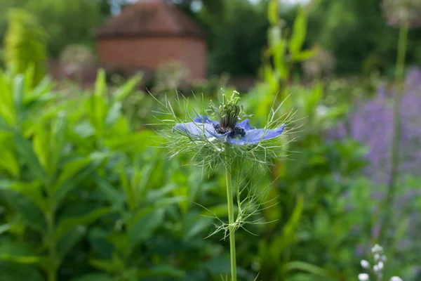 庭の設定で柔らかい青ナイジェラの花の側面図 — ストック写真
