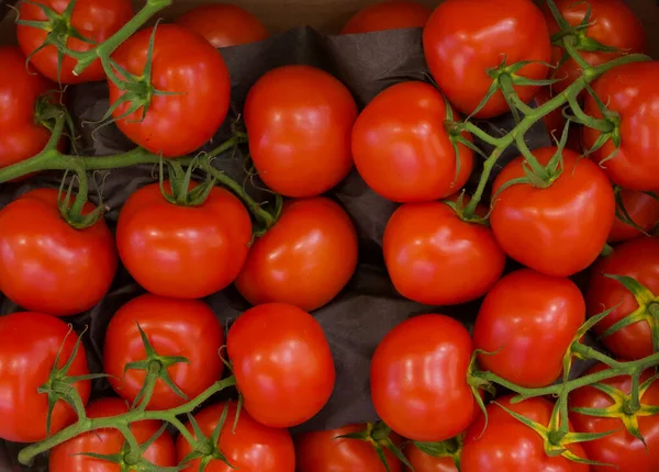 Pełne tło ramki jasne czerwone pomidory na zielonych łodygach winorośli — Zdjęcie stockowe