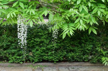 Bahçe çitlerinin üzerinde yemyeşil yaprakları olan güzel beyaz salkımlar.