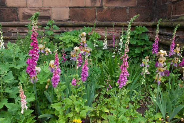 Eski yıpranmış duvarlara karşı dijitalis ya da tilki eldivenlerinin tam kare görüntüsü