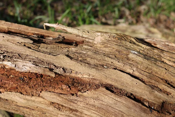 Imagem de quadro completo de casca de árvore desgastada velha roliçada com detalhe de grão — Fotografia de Stock