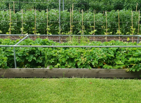 Добре організований фруктово-овочевий сад з травою на передньому плані — стокове фото