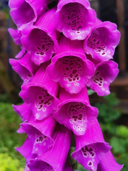 Gros plan de gant de renard rose foncé ou digitalis dans le jardin — Photo