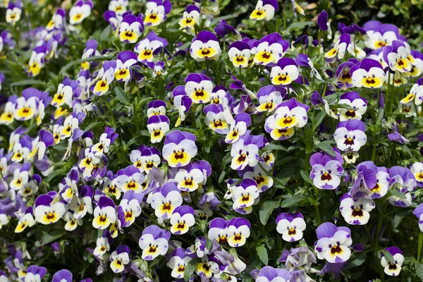 Volledige frame achtergrond van kleine viooltjes in paars wit en geel — Stockfoto