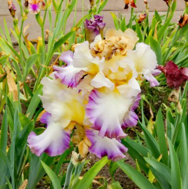 Nadir bulunan mor ve kremalı güzel sakallı zambak.