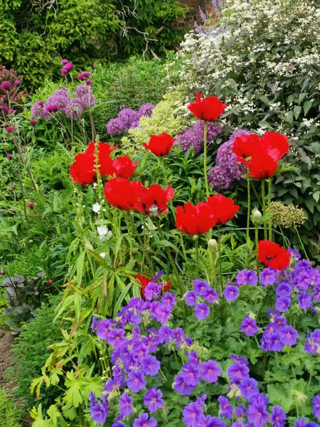 Verticaal beeld van kruidachtige grens met planten zoals papavers en geraniums — Stockfoto